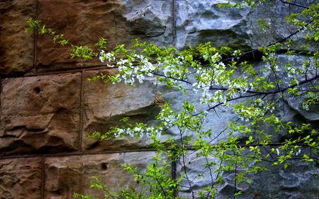 Soft branches with leaves and flowers against hard stone.の写真素材