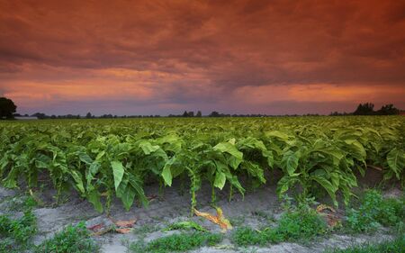 Anti-Smoking concept photo made to look like Movie Marqueeの写真素材