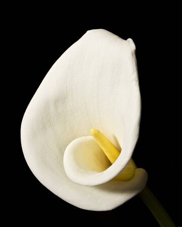 Calla Lily Bloom Isolated on Black Backgroundの写真素材