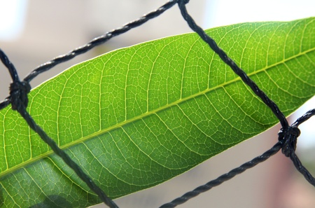 Green leafの写真素材