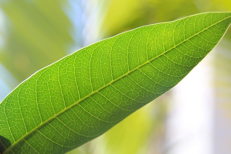 Green leafの写真素材
