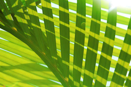 Palm tree leaf - backgroundの写真素材