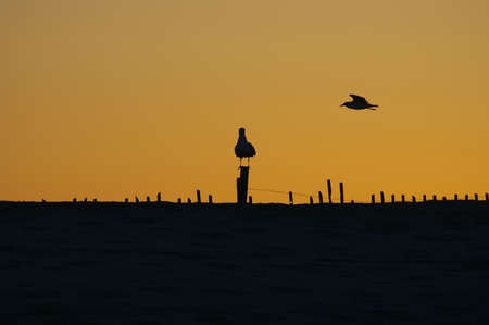 sunset seagullsの写真素材
