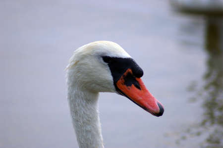 white swanの写真素材