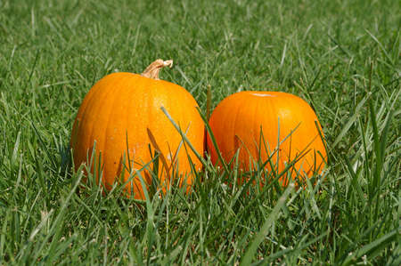 pumpkins in grassの写真素材