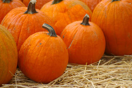 Pumpkinsの写真素材