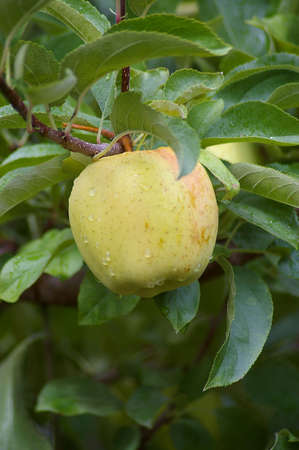 Green Appleの写真素材