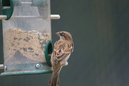 bird at feederの写真素材