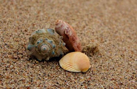 three shellsの写真素材