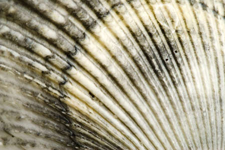 Macro of beautiful sea shellの写真素材