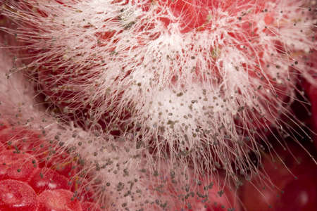 Macro shot fuzzy mold growing on raspberriesの写真素材