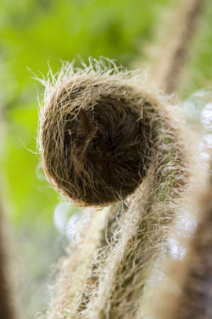 Macro shot of fuzzy and curled up plant's budの写真素材