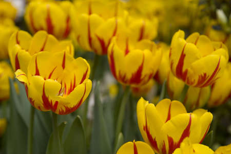 A field of yellow tulipsの写真素材