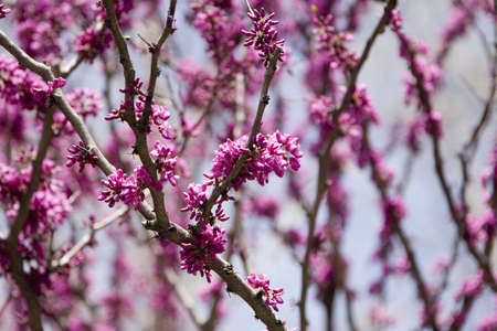 Purple blooming tree branchesの写真素材