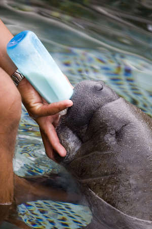  Manatee being fed milk from the bottleの写真素材