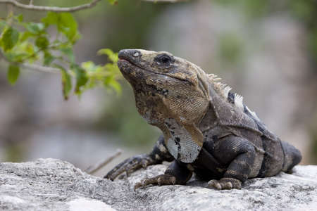 Closeup of the large brown Iguana