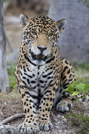 Beautiful jaguar looking right at youの写真素材