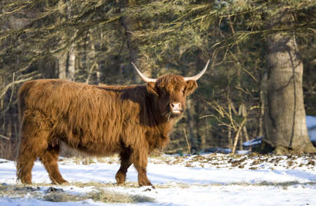 Scottish Highland cow in the snowの写真素材