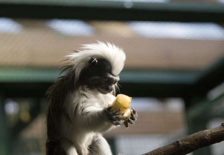 Cute marmoset holding bannanaの写真素材