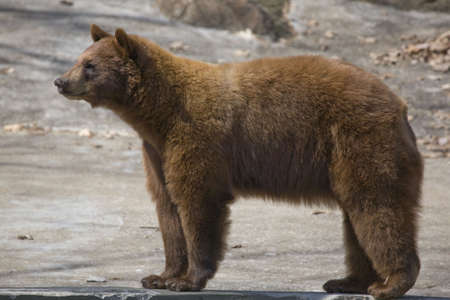 This magnificent young American Black Bear, actually has brown coat. Pictured here in a classic 