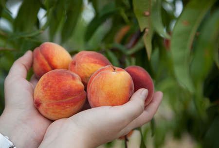 Just picked ripe peaches in the palms of the hands with green peach tree in the backgroundの写真素材