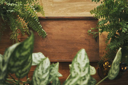 Bird eye view of wooden rustic box arround green plantsのeditorial素材