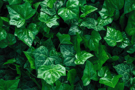 Closeup of green  ivy leaves as a backgroundのeditorial素材