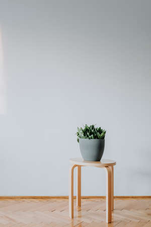 Wooden coffee table with plant. Copy spaceの写真素材
