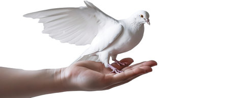 Hands holding dove of peace on transparent background. Generative AIの素材