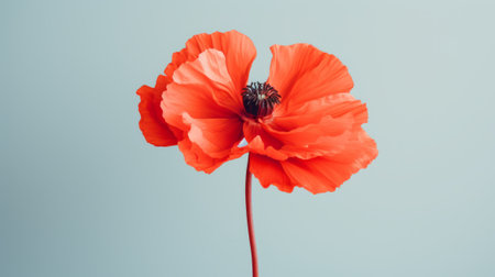 Poppy flowers in the studio. Concept of minimalism and eleganceの素材