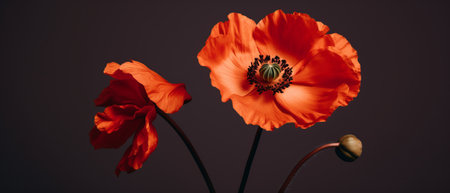 Poppy flowers in the studio. Concept of minimalism and eleganceの素材