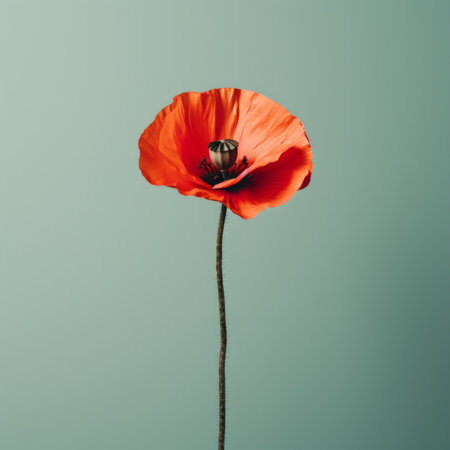 Poppy flowers in the studio. Concept of minimalism and eleganceの素材