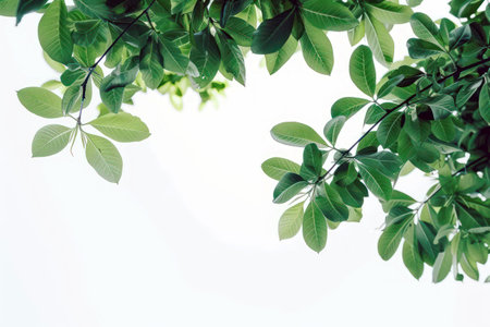 Bright sunlit green leaves for fresh botanical garden backgroundの素材