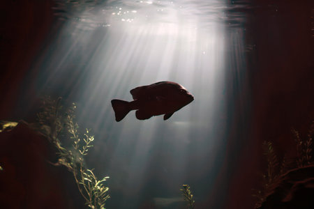 Silhouette of a fish swimming in sunny waterの素材