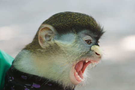 Little monkey shows anger and aggression, teethの写真素材
