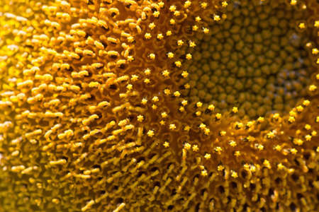 Close up big yellow Sunflower pistil, stamenの写真素材