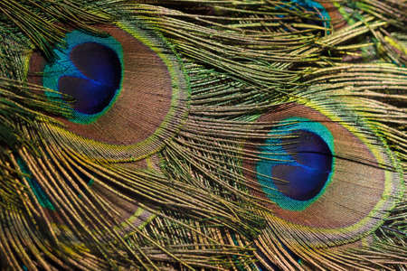 Beautiful exotic multicolored peacock feather spotted close-up