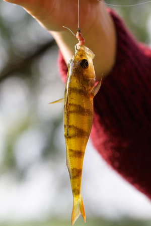 Fishing, small fish on the hook with bait, in hand fishermanの写真素材