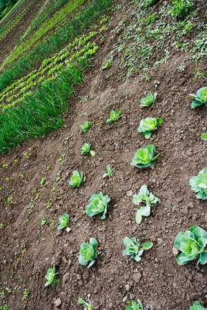 garden with seedlings and young leaves. Cabbage and onions, vegetables in the beds