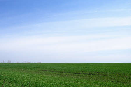farming, field planted with green shoots, sky backgroundの写真素材