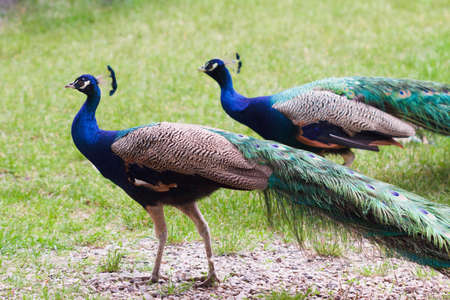 Peacock showing his beautiful feathers closeup coloringの写真素材