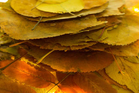 Autumn foliage - the leaves. Background tansmitted light.の写真素材