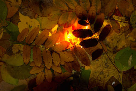Brown autumn foliage - the leaves. Background tansmitted light.