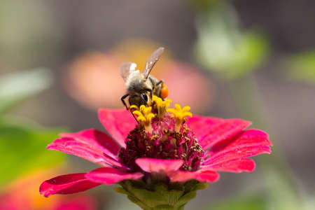 Bee in flower bee amazing,honeybee pollinated of red flower