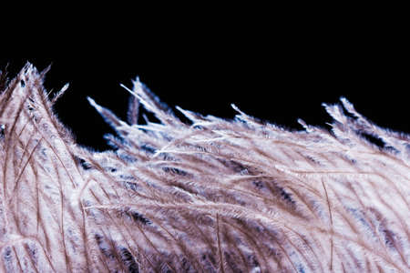 Beautiful ostrich feather plume isolated on black backgroundの写真素材