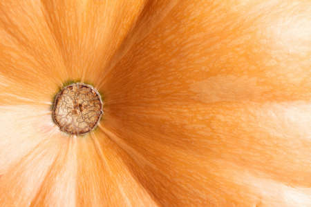 Big orange pumpkin background. Close-up, studio shotの写真素材