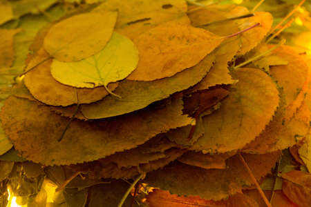 Autumn foliage - the leaves. Background tansmitted light.の写真素材