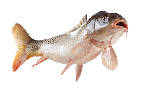 Swimming common carp fish with open mouth. Bottom view isolated on white backgroundの写真素材