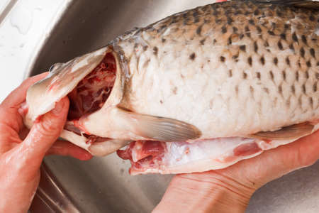 Gutting of freshly caught fish carp, washing sinkの写真素材