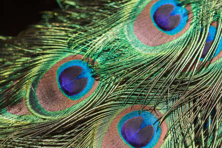 Exotic multicolored peacock feather spotted close up